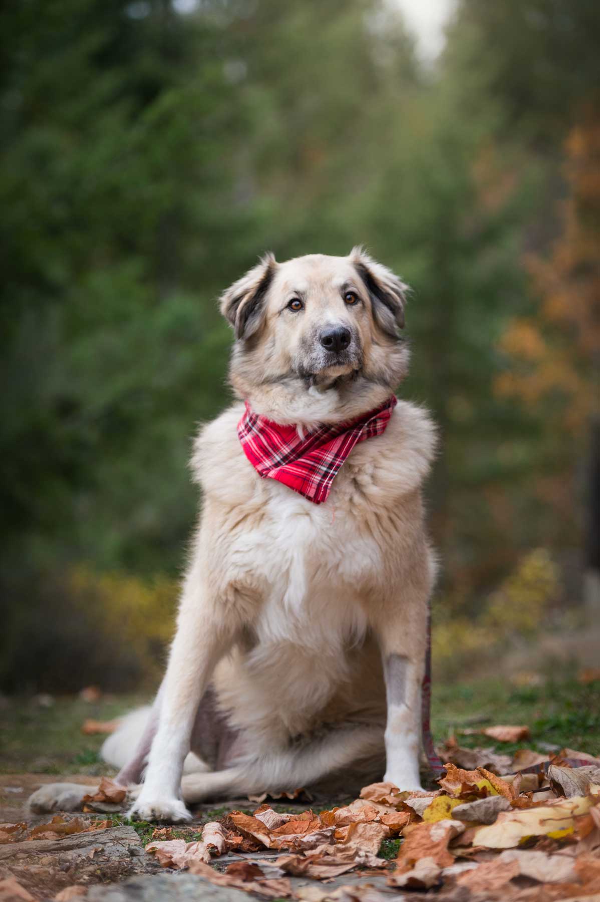 A dog wearing a red scarf.