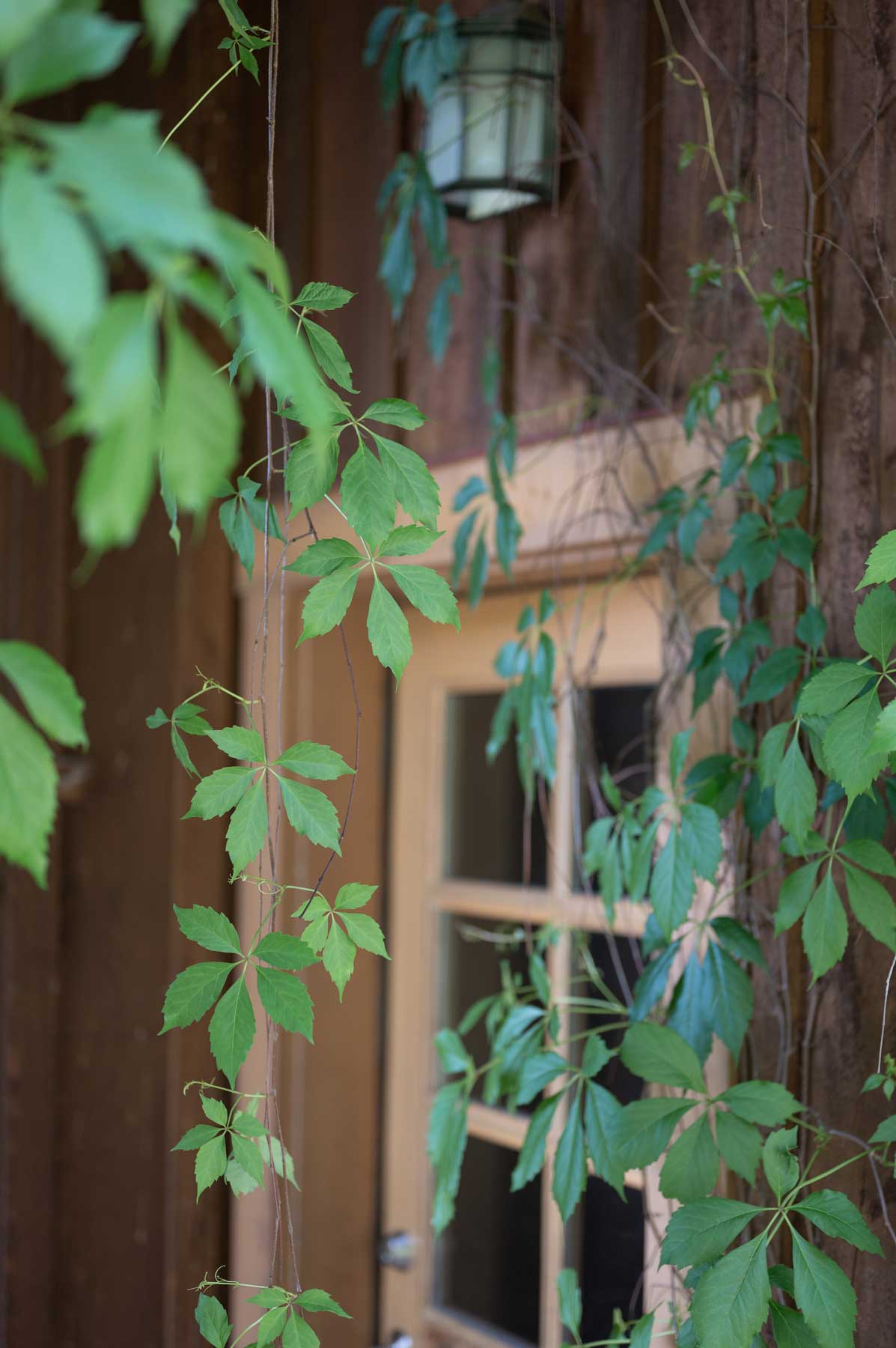 Vines around a door at Tin Poppy Retreat at Larch Hills, BC.