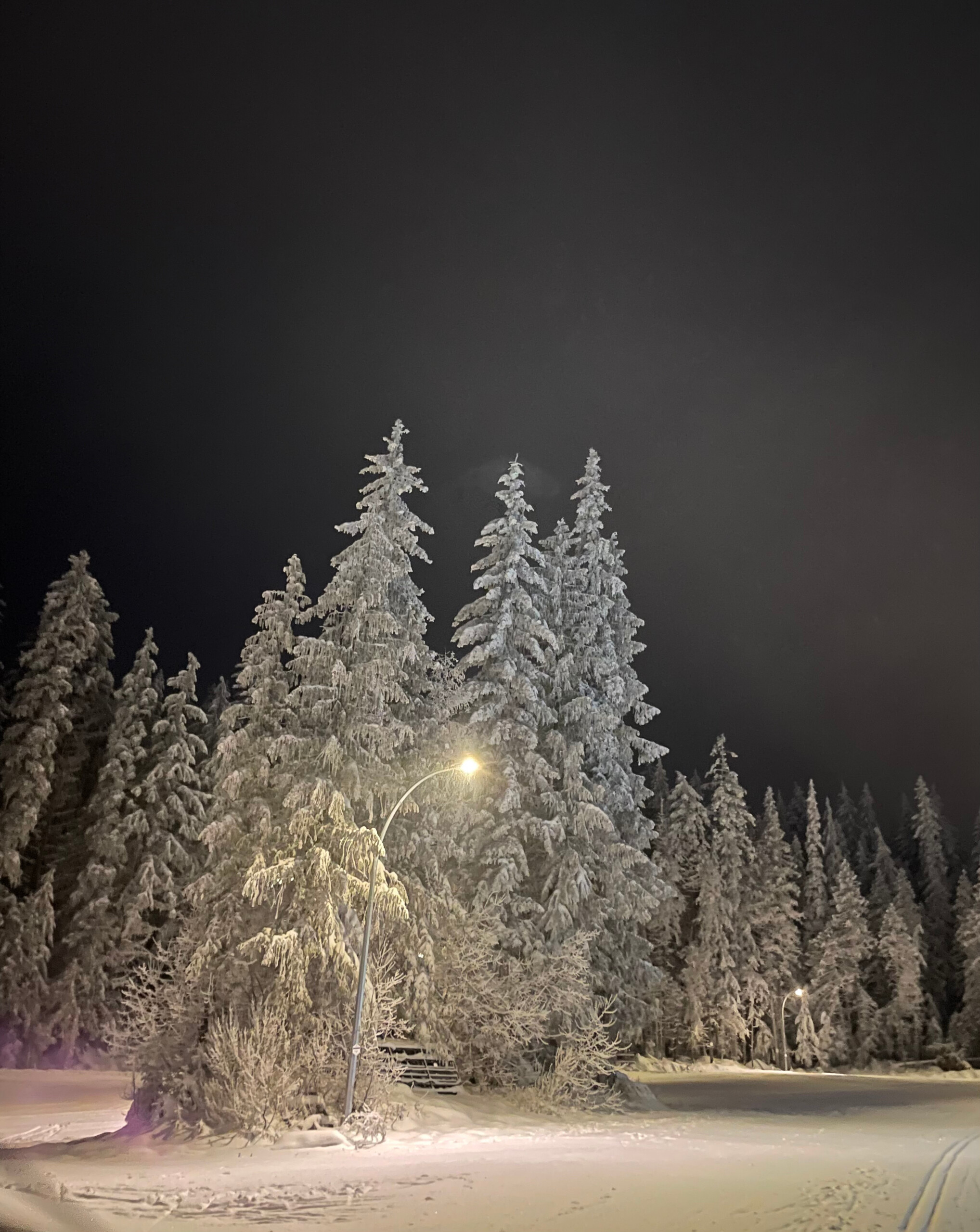 winter-wonderland-larch-hills-bc Larch Hills Nordic ski trails close to Tin Poppy Retreat.
